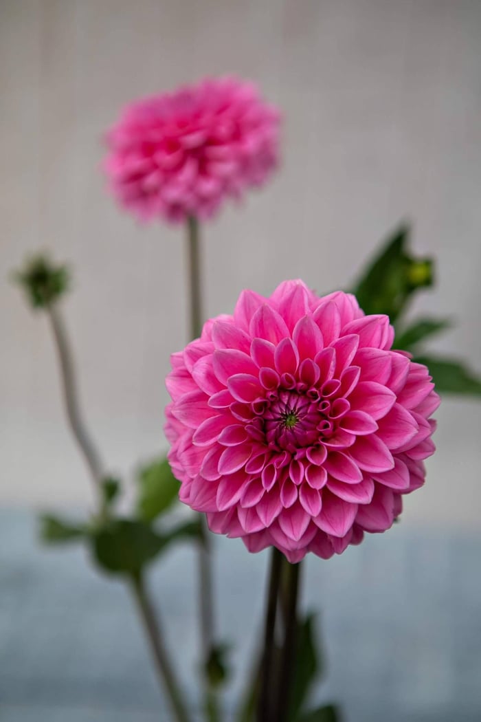 New Dahlias for 2022 - Longfield Gardens