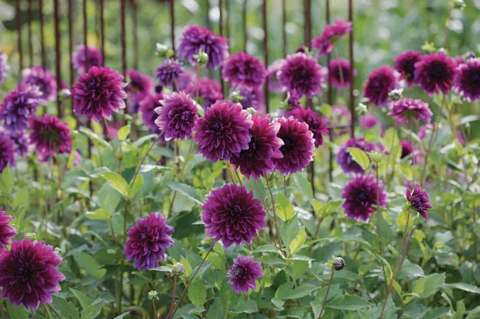 8 Tips for Growing Better Dahlias - Longfield Gardens