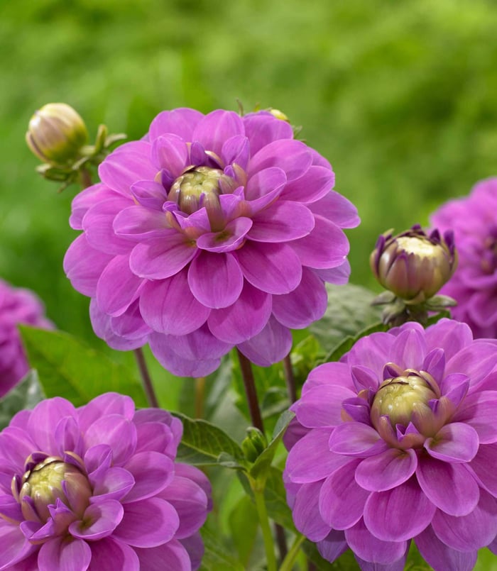 Types of Dahlias - Flower Styles and Sizes - Longfield Gardens