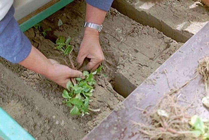 Dahlia planten met machine voorjaar6