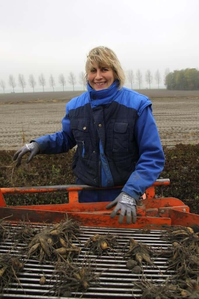 Dahlias-why-you-can’t-always-get-what-you-want-Longfield Gardens
