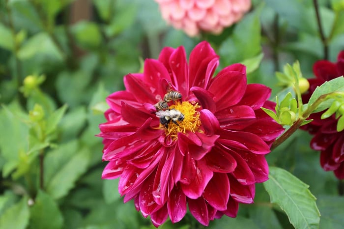 8 Tips for Growing Better Dahlias – Longfield Gardens