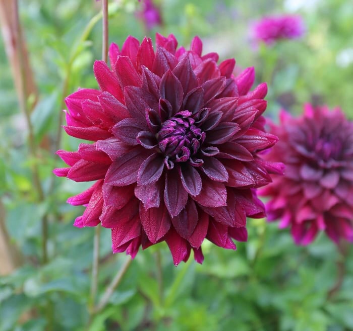 Dahlia_Rip_City_3a.jpg?v=1765891590