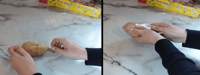 Dahlia in Plastic Wrap