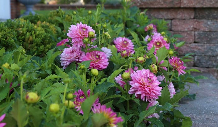 Dahlia_walkway.jpg?v=1765891590