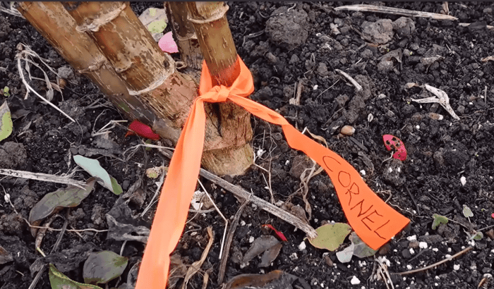 Dahlia with Flagging Tape