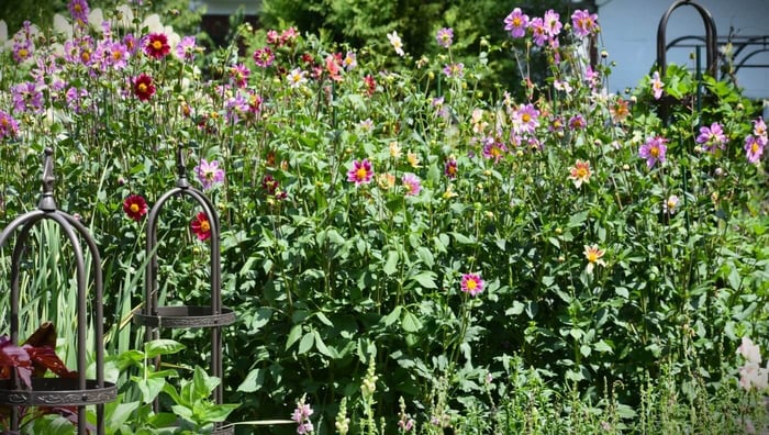 Dahlias Grown From Saved Seed