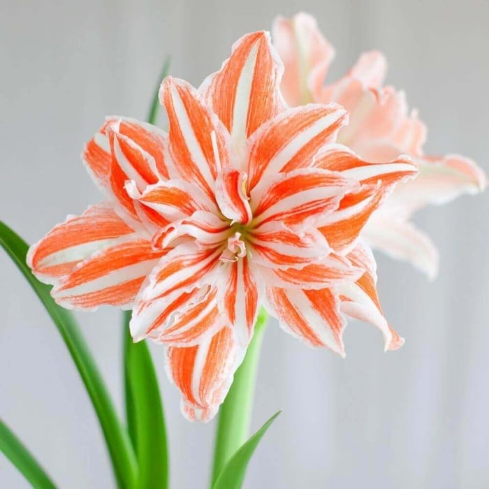 Amaryllis With a Difference - Longfield Gardens
