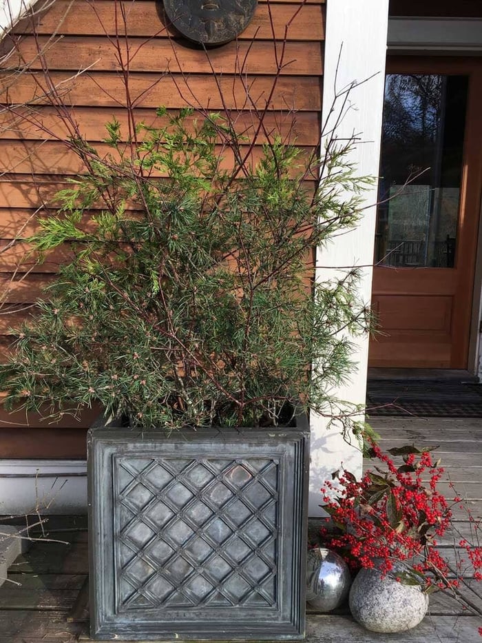 Making a Holiday Container to Decorate Your Entryway - Longfield Gardens