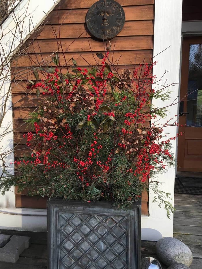 Making a Holiday Container to Decorate Your Entryway - Longfield Gardens