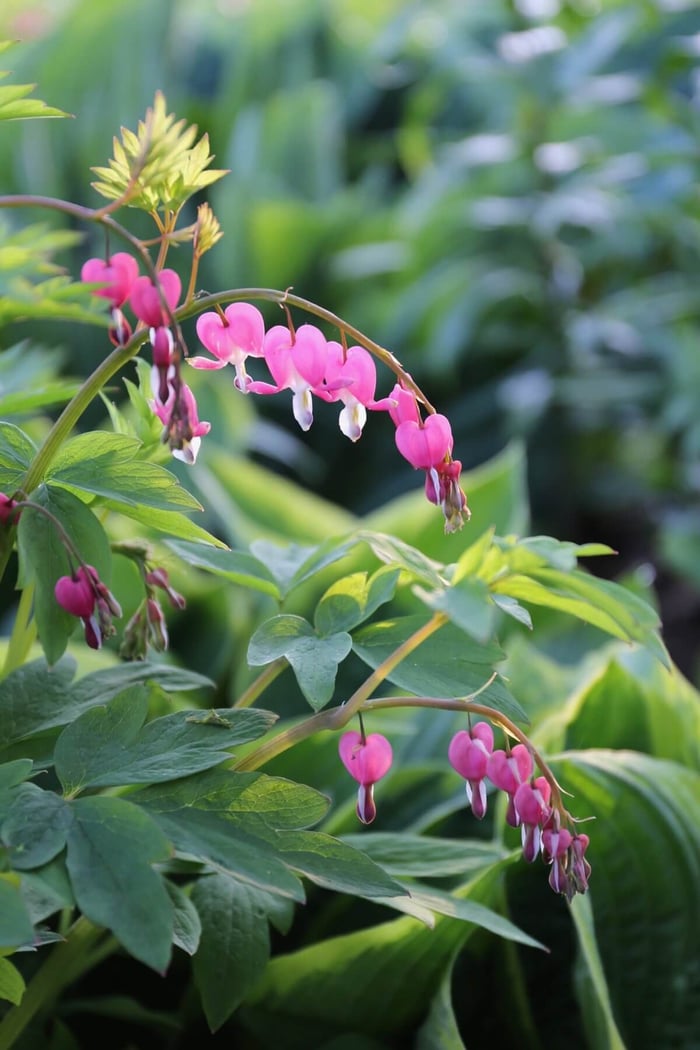 Best Cut Flowers for Shady Gardens - Longfield Gardens