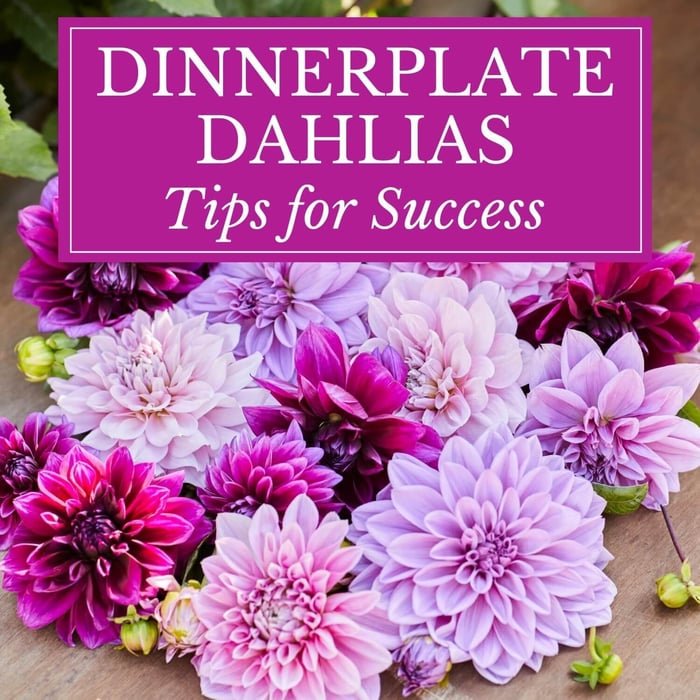 Dinnerplate Dahlias Tips for Success - Longfield Gardens