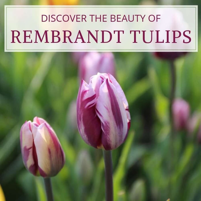 Discover the Beauty of Rembrandt Tulips - Longfield Gardens