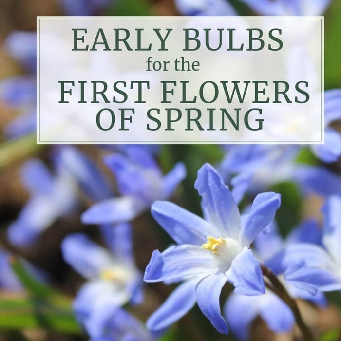 Early Blooming Bulbs for the First Flowers of Spring - Longfield Gardens