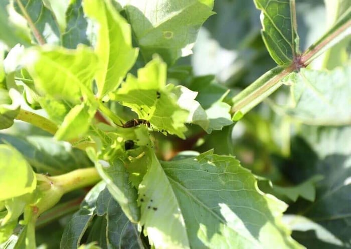 Dahlia Pests and Disease - Longfield Gardens