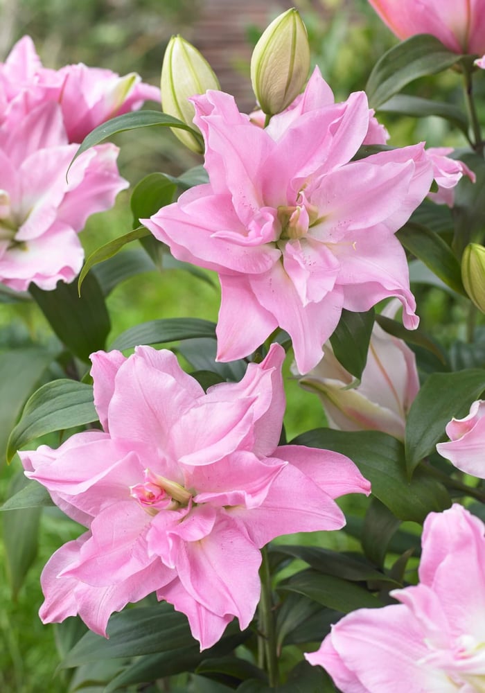 New Perennials for Your Flower Garden - Longfield Gardens