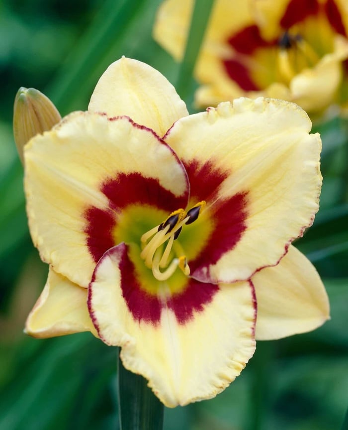 Landscaping-With-Daylilies-Longfield-Gardens