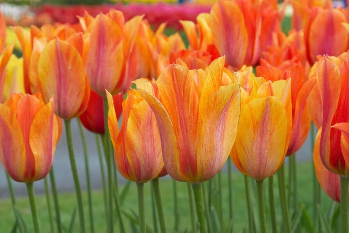 New Tulips for Your Spring Garden - Longfield Gardens