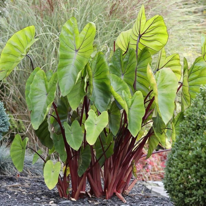 Shake Up Your Garden With Elephant Ears – Longfield-Gardens