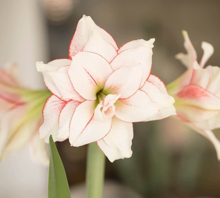 New Amaryllis for Mid-Winter Blooms - Longfield Gardens
