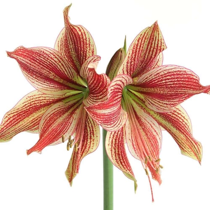 Amaryllis With a Difference - Longfield Gardens
