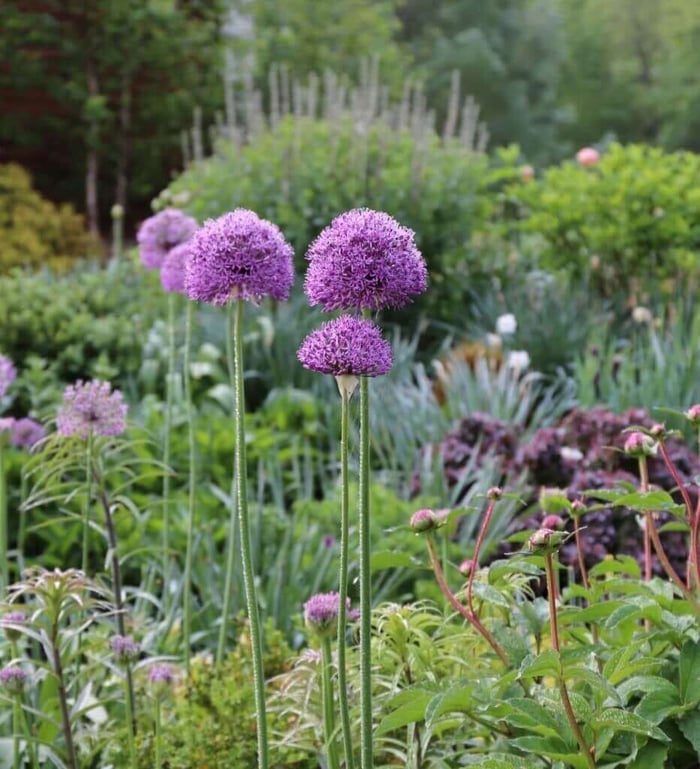 How to Combine Alliums with Perennials - Longfield Gardens