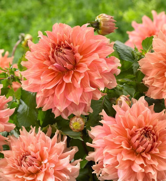 New Dahlias for Your 2019 Flower Garden - Longfield Gardens
