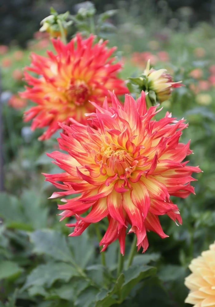 Cutting Garden Dahlias: This Year's Favorites - Longfield Gardens