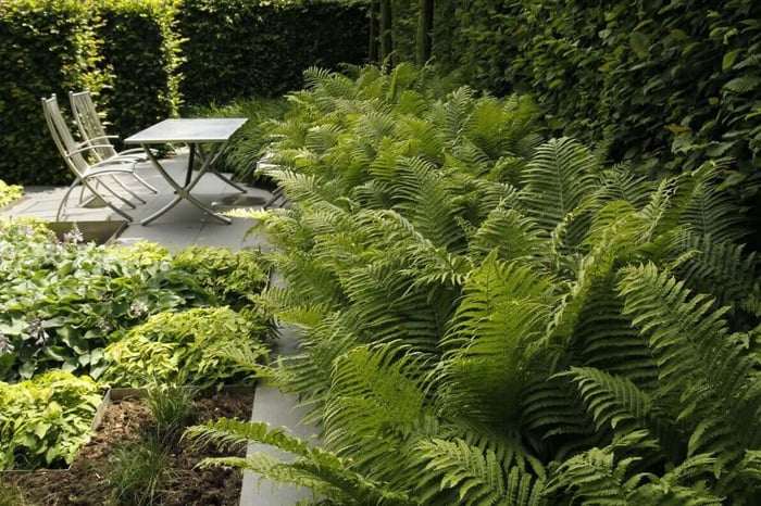 How to Make Your Shade Garden Shine - Longfield Gardens