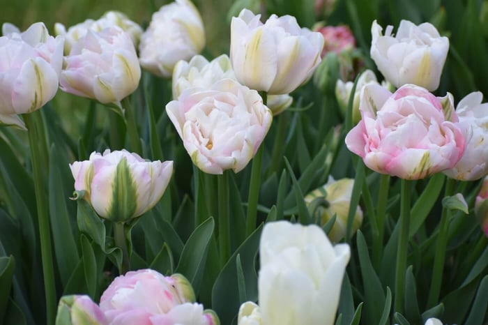 Finola Tulip