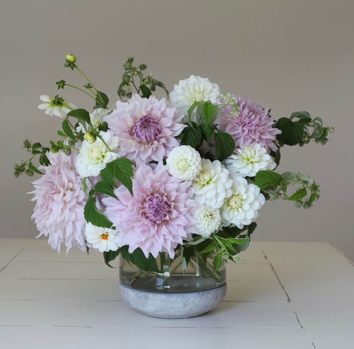 New Dahlia Collections from Flirty Fleurs - Longfield Gardens