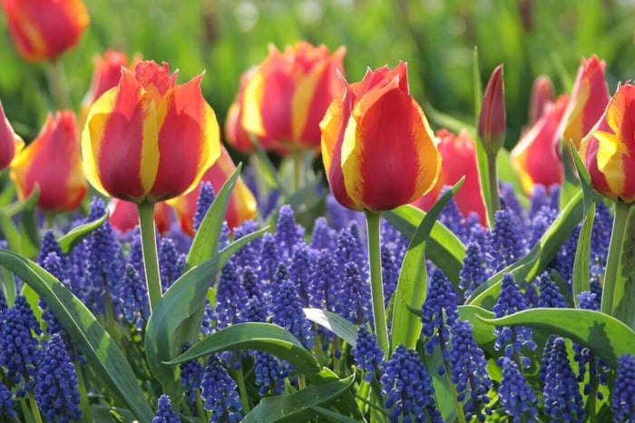 How to Use Red in Your Flower Garden - Longfield Gardens