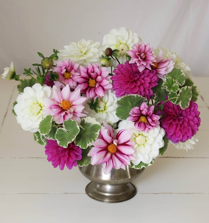New Dahlia Collections from Flirty Fleurs - Longfield Gardens