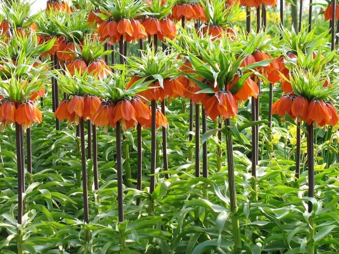 Crown Imperials - Fritillari-imperialis - Longfield Gardens