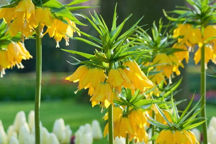 Crown Imperials - Fritillari-imperialis - Longfield Gardens