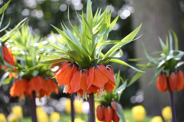 Crown Imperials - Fritillari-imperialis - Longfield Gardens
