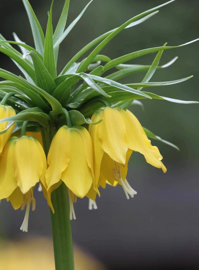 Crown Imperials - Fritillari-imperialis - Longfield Gardens