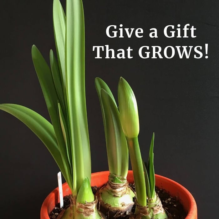 Amaryllis Bulbs: Give a Gift That Grows- Longfield Gardens