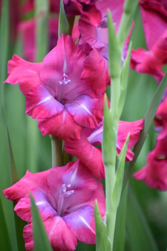 Tips for Growing and Using Gladiolus - Longfield Gardens