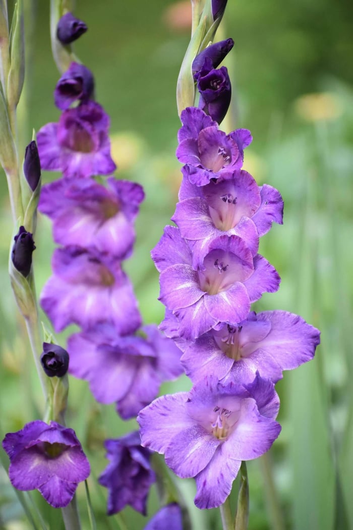 Tips for Growing and Using Gladiolus - Longfield Gardens