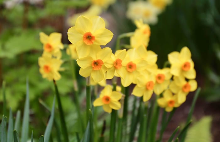 Best Daffodils for the South - Longfield Gardens