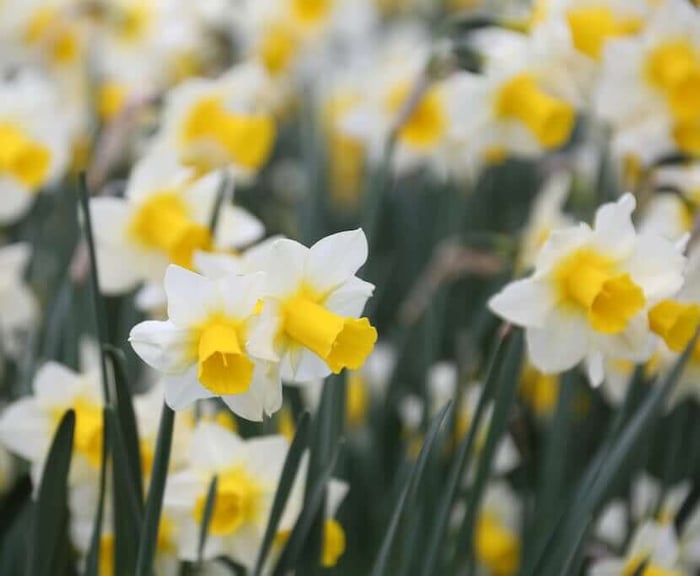 Staff Favorites for Fall Planting - Longfield Gardens