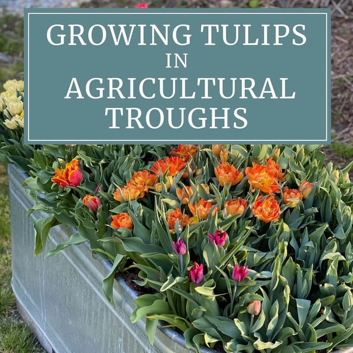 Growing Tulips in Agricultural Troughs