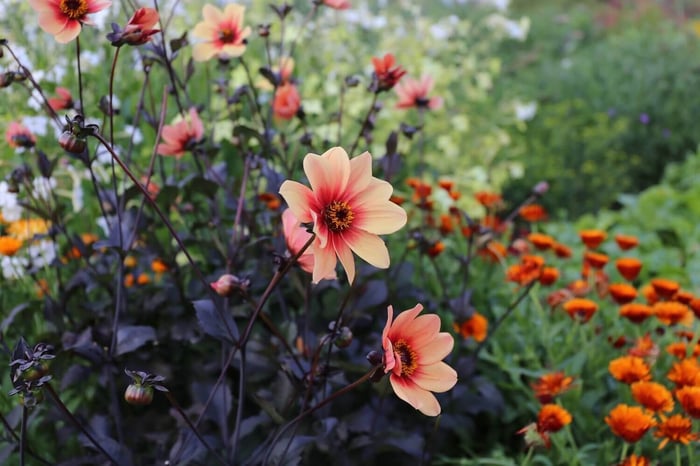 Five Star Plants for Your Garden Dahlia HS Date - Longfield Gardens