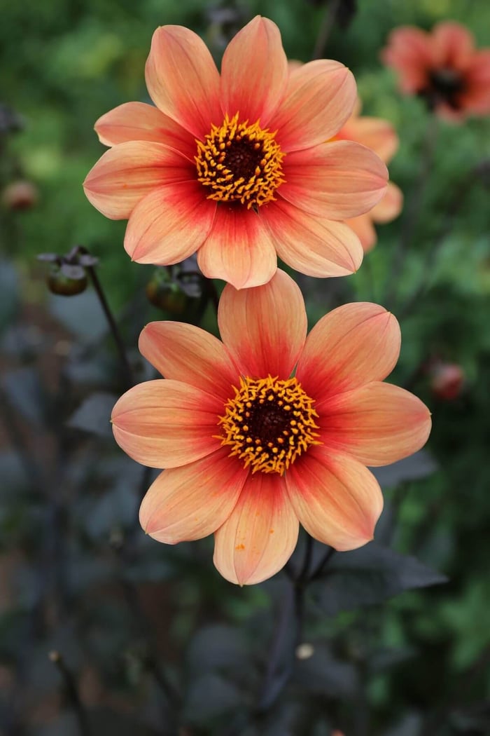 How a Floral Designer Chooses Flowers for Her Cutting Garden - Longfield Gardens