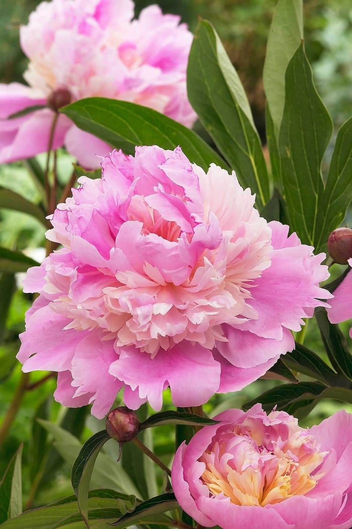 How to Grow Peonies in the South - Longfield Gardens