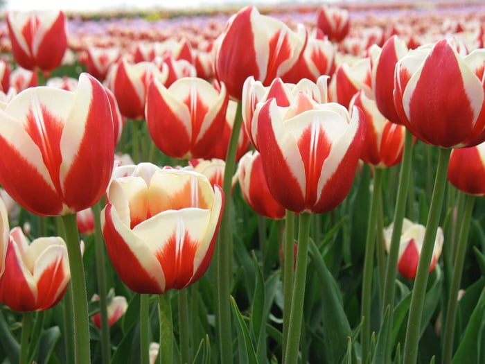 Year of the Tulip Five Ways to Celebrate - Longfield Gardens