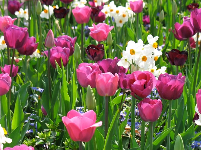 Holland Keukenhof pink tulips with narcissus