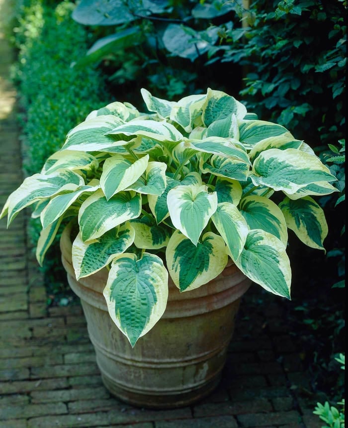 spring garden checklist —Longfield-Gardens