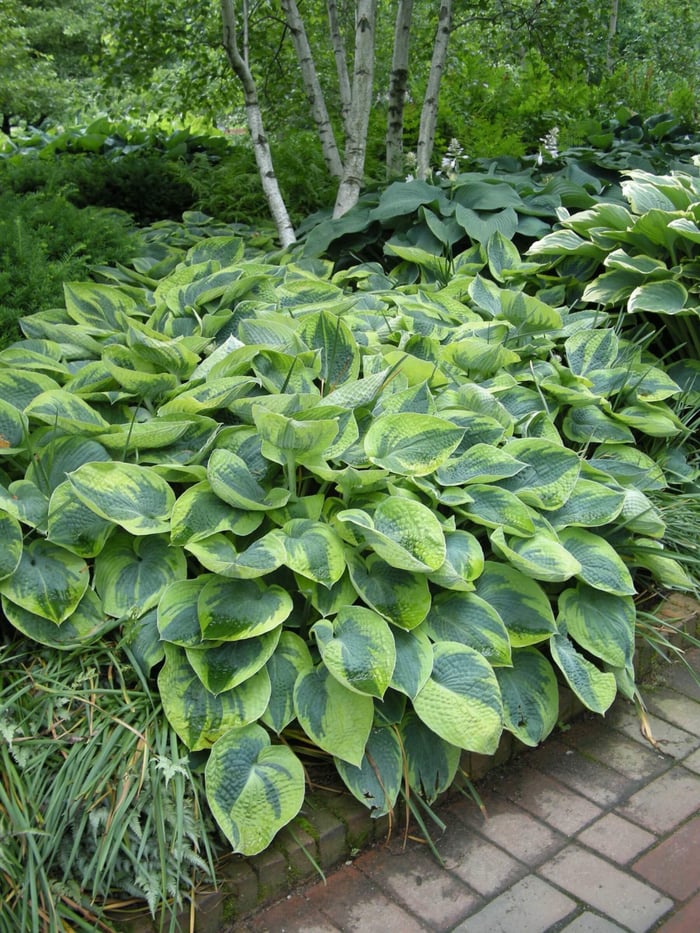 What's Your Favorite Hosta - Longfield Gardens